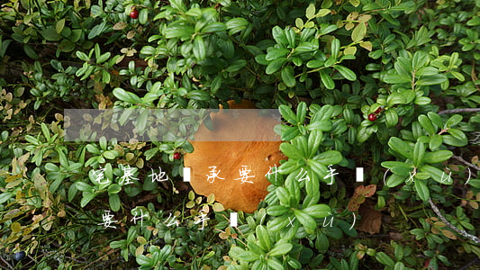 宅基地繼承要什么手續(xù)(宅基地繼承要什么手續(xù))