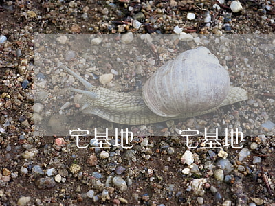 宅基地補償(宅基地補償款女兒可以分嗎)