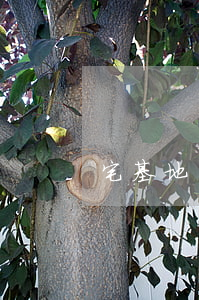 宅基地買賣合同(宅基地買賣合同怎么寫)