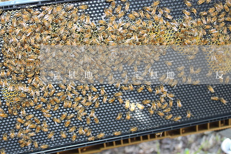 宅基地買賣(宅基地買賣反悔有效嗎)