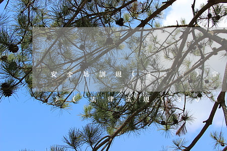安全培訓規(guī)定法律法規(guī)(法律法規(guī)對安全培訓都有哪些要求)