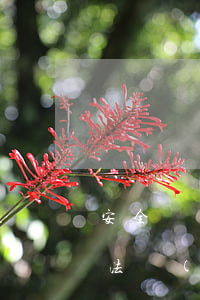 安全標(biāo)準(zhǔn)化法律法規(guī)匯編(安全標(biāo)準(zhǔn)化里的法律法規(guī)有哪些)