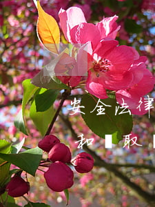 安全法律法規(guī)的及時識別(識別和獲取適用的安全生產(chǎn)法律法規(guī)標(biāo)準(zhǔn)的管理制度)