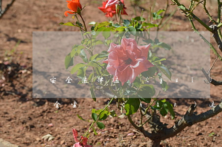 安全法律法規(guī)要求清單(誰有安全生產(chǎn)法律法規(guī)清單)