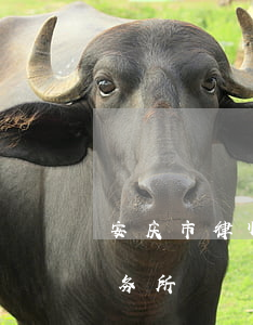 安庆市律师事务所哪个好(安庆最好的律师事务所)