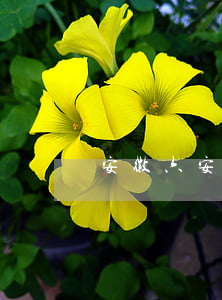 安徽六安律師(安徽六安律師事務(wù)所)
