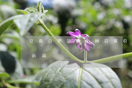 安徽合肥是哪个网贷催收(合肥催收公司被一锅端)
