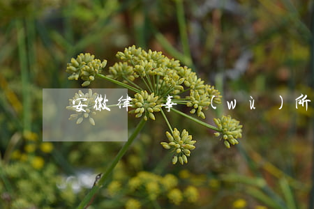 安徽律師事務(wù)所