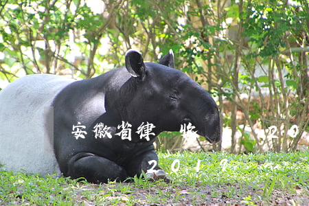 安徽省律師收費標準2020(安徽省律師收費標準2019)
