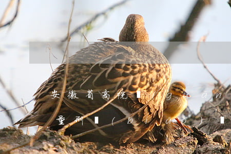 安徽省高院關(guān)于合同詐騙罪的量刑標(biāo)準(zhǔn)(安徽省合同詐騙量刑數(shù)額標(biāo)準(zhǔn))
