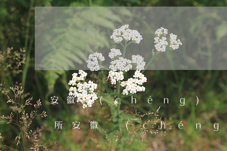 安徽誠(chéng)贏律師事務(wù)所(安徽誠(chéng)贏律師事務(wù)所陳律師)