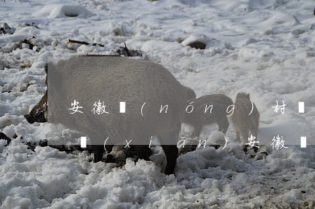 安徽農(nóng)村養(yǎng)老保險(xiǎn)(安徽農(nóng)村養(yǎng)老保險(xiǎn)什么時(shí)候開始交的)