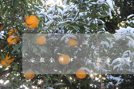 安徽金牌律師(安徽金牌律師)
