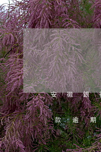 安徽銀行貸款逾期修復(fù)(安徽銀行貸款逾期修復(fù))