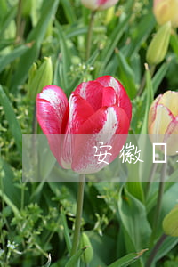 安徽離婚律師怎么處理(合肥市離婚律師)