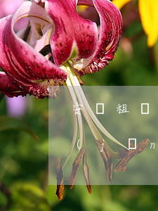 安潔租賃逾期多久會拖車(租賃車逾期沒有經(jīng)過法律拖車違法嗎)