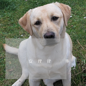 安理律師事務(wù)所律師名單