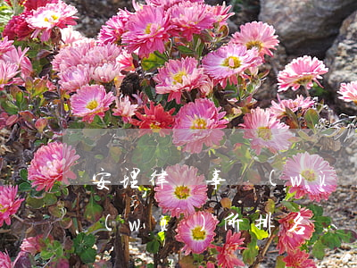 安理律師事務(wù)所排名(長安律師事務(wù)所 排名)