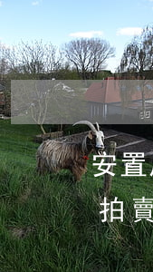 安置房可以法院執(zhí)行拍賣嗎(政府拍賣的安置房子可以買嗎)
