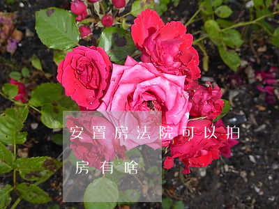安置房法院可以拍賣嗎知識(政府拍賣的安置房有啥問題嗎)