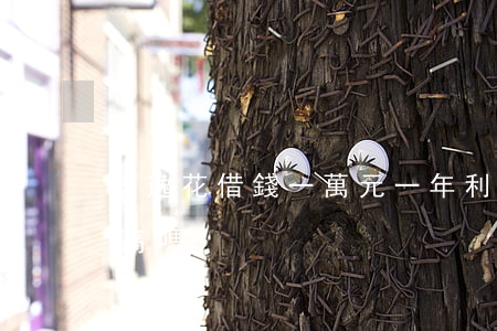 安逸花借錢一萬元一年利息(安逸花借錢利息高嗎)