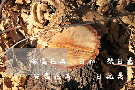 安逸花出賬日和還款日是一個(gè)嗎-安逸花出賬單日就是還款日嗎
