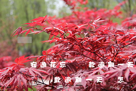 安逸花忘記還款逾期一天會怎樣-安逸花忘記還款逾期一天會怎樣處理