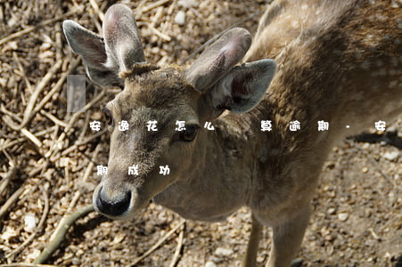 安逸花怎么樣算逾期-安逸花怎么看自己延期成功