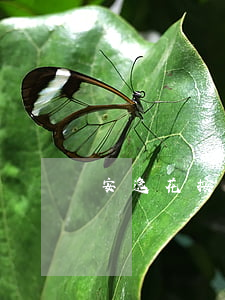 安逸花按時還款為什么不能使用-