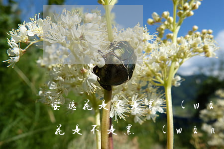 安逸花是不是黑網(wǎng)貨款-安逸花是不是黑網(wǎng)貸