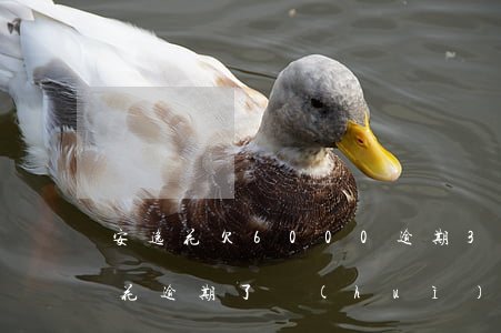 安逸花欠6000逾期3個(gè)月(安逸花逾期了會(huì)怎么樣)