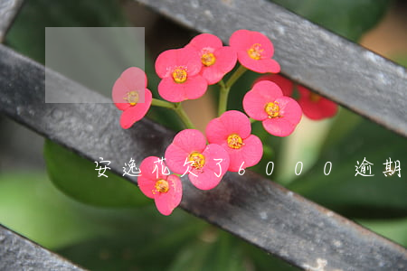 安逸花欠了6000逾期三個(gè)月