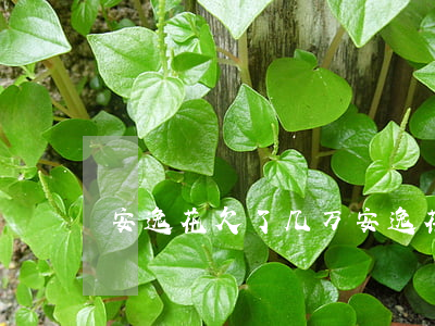 安逸花欠了几万(安逸花欠款一年会怎么样)
