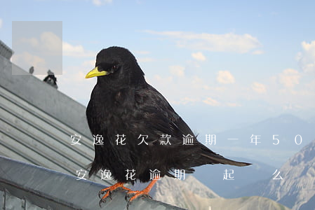 安逸花欠款逾期一年5000多會被起訴嗎（安逸花逾期會起訴么）