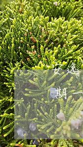 安逸花沒逾期協(xié)商還款(安逸花延期一個月還款)