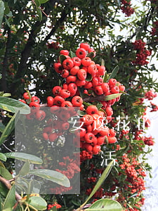 安逸花的靈活還款包是什么意思-安逸花的靈活還款包在哪