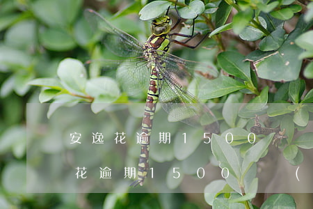 安逸花逾期1500塊錢(qián)(安逸花逾期1500塊錢(qián))