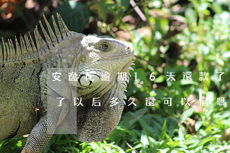 安逸花逾期16天還款了(安逸花逾期半年還了以后多久還可以借嗎)