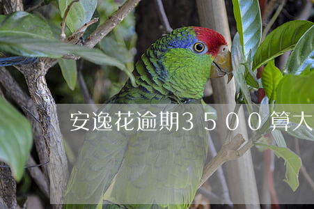安逸花逾期3500算大额度吗-