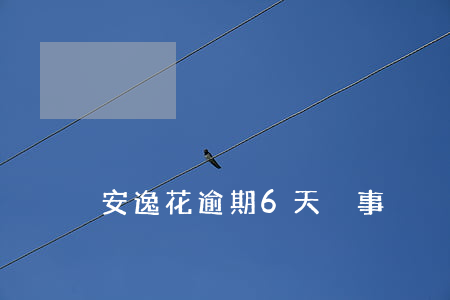 安逸花逾期6天沒事