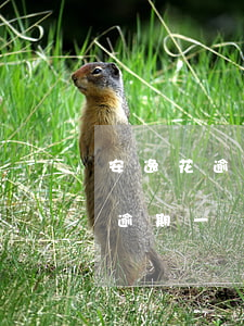 安逸花逾期一個月能自動扣款幾次-安逸花逾期一個月能自動扣款幾次嗎