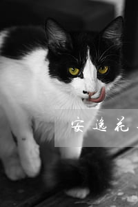 安逸花逾期一年半今天收到律師函