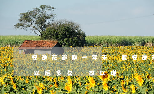安逸花逾期一年未還款(安逸花逾期半年還了以后多久還可以借嗎)