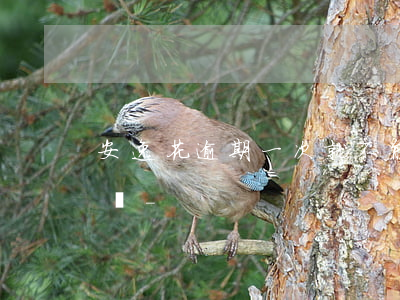 安逸花逾期一次就不能提現(xiàn)了嗎-