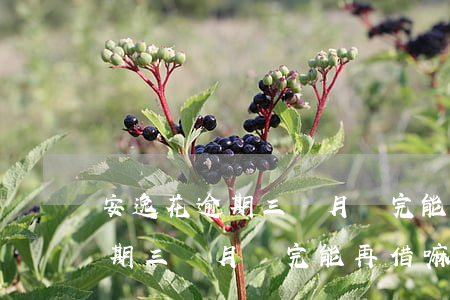 安逸花逾期三個月還完能再借嘛-安逸花逾期三個月還完能再借嘛