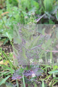 安逸花逾期了凍結(jié)了微信怎么回事-安逸花逾期說要凍結(jié)微信