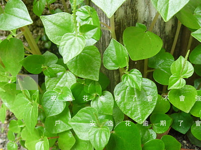 安逸花逾期了會不會強制凍結(jié)賬戶-安逸花逾期了會不會強制凍結(jié)賬戶呢