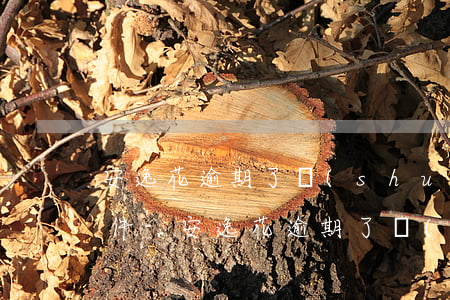 安逸花逾期了說(shuō)什么寄逾期文件-安逸花逾期了說(shuō)什么寄逾期文件呢