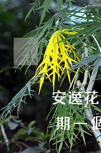 安逸花逾期半個月會有什么后果-安逸花逾期一個月會什么時候才能再借款