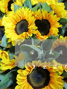 安逸花逾期还欠1500还不起(安逸花逾期怎么还不了款了?怎么回事)
